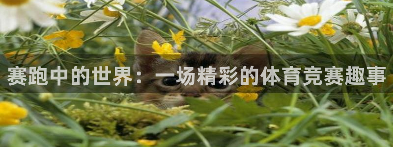 球王会体育
